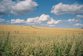 A vast, undulating field under a blue sky with cumulus clouds, featuring a foreground of green crops contrasting with the golden hue of the distant hillside, on top of the hill the landmark Spiegelarche can be spotted, they way up the hill is marked by the textile installation path mark 07/22 by Isabelle Lange, that consists of different coloured flags. ISO LA - Isabelle Lange